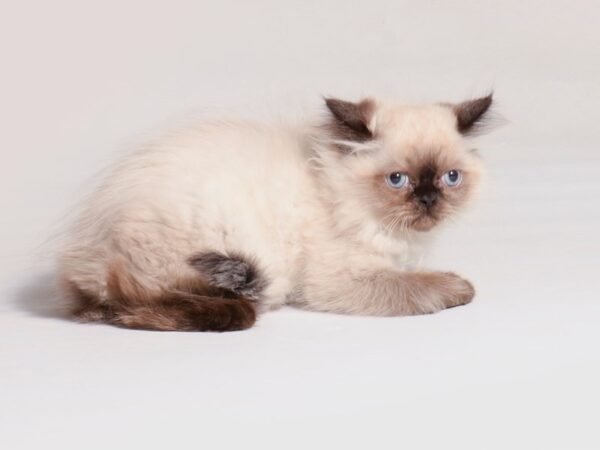 Persian Cat Female Seal Point 19707 Petland Topeka, Kansas