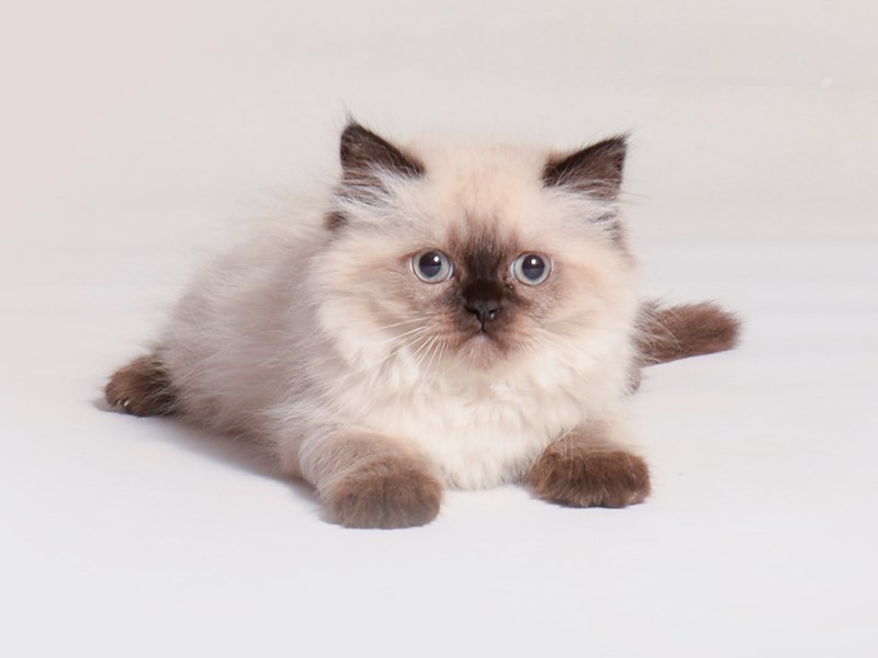 [#19706] Seal Point Female Persian Kittens For Sale #1