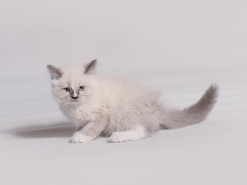 [#19720] Blue Pt Mitted Male Ragdoll Kittens For Sale