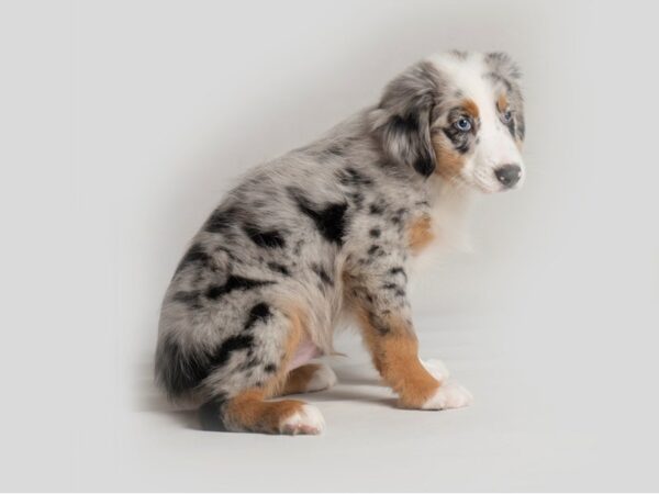 Australian Shepherd Dog Male Blue Merle 19762 Petland Topeka, Kansas