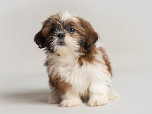 Shih Tzu Dog Female Gold and White 19778 Petland Topeka, Kansas