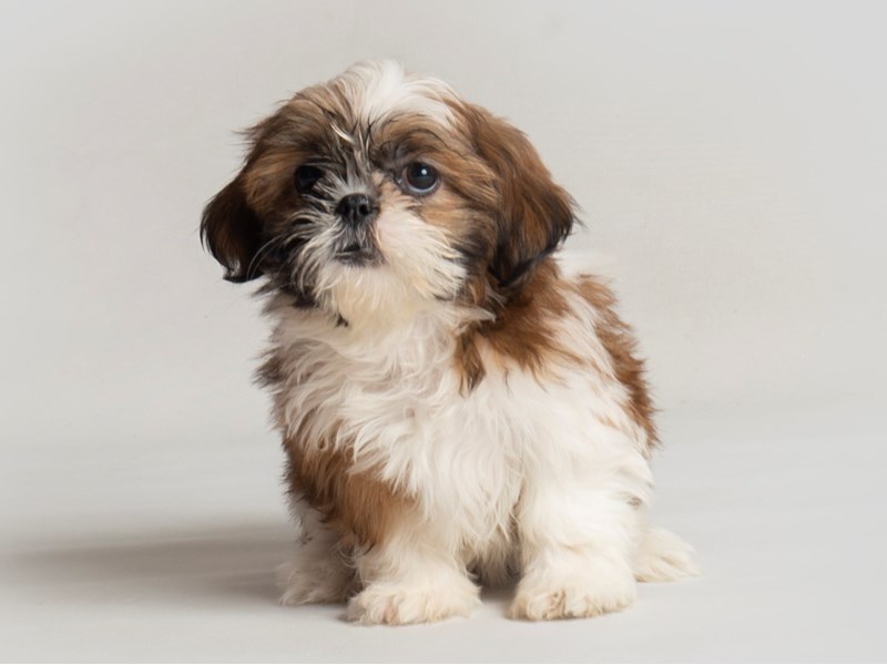 韓國可愛い[SOFTTHUMBNAIL]Siru, Shih Tzu sweet-shih-tzu-sunday-share-