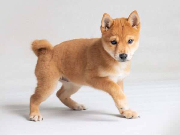 Shiba Inu Dog Female Red 19793 Petland Topeka, Kansas