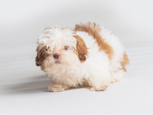 Shih Tzu Dog Female Red / White 19756 Petland Topeka, Kansas