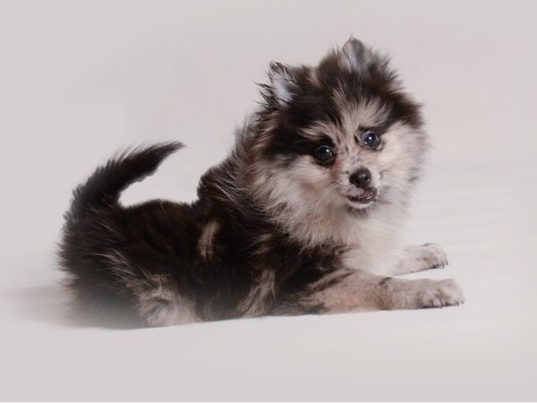 Pomeranian-Dog-Male-Blue Merle-19769-Petland Topeka, Kansas