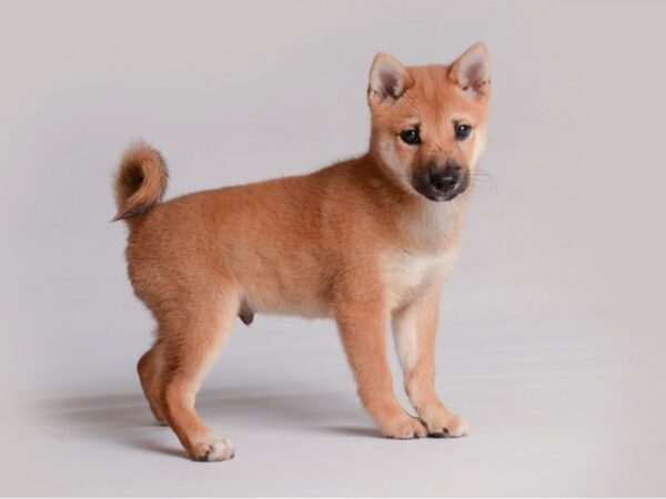 [#19794] Red Sesame Male Shiba Inu Puppies For Sale