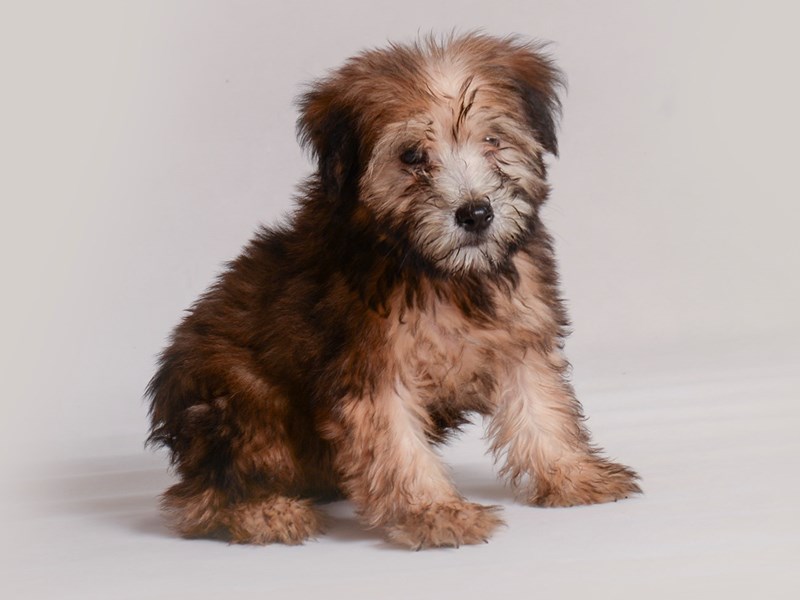 [#19837] Wheaten Female Soft Coated Wheaten Terrier Puppies For Sale