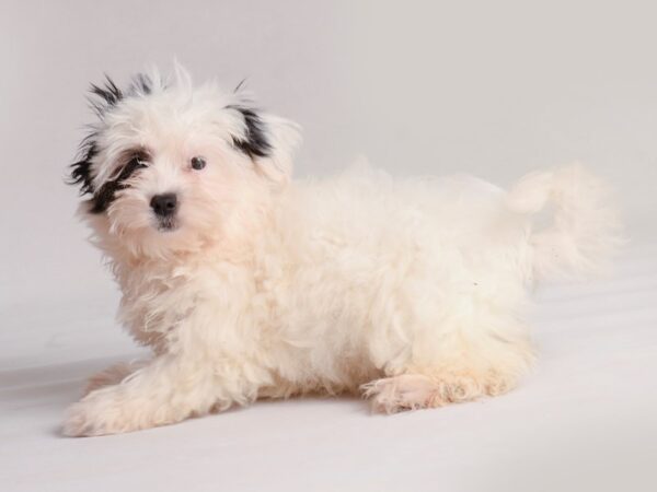 Havanese Dog Female Black 19833 Petland Topeka, Kansas