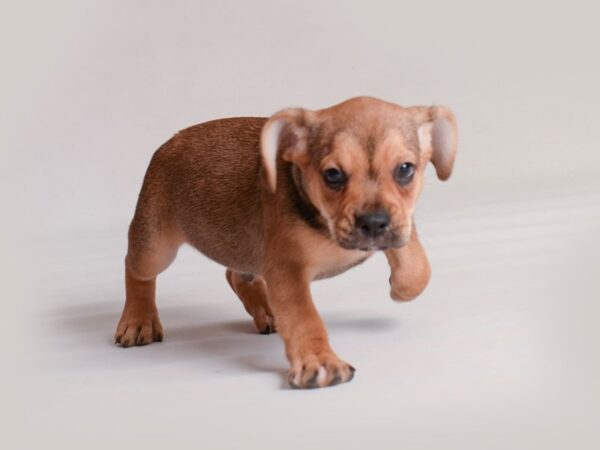 Freagle Dog Male Sable 19811 Petland Topeka, Kansas