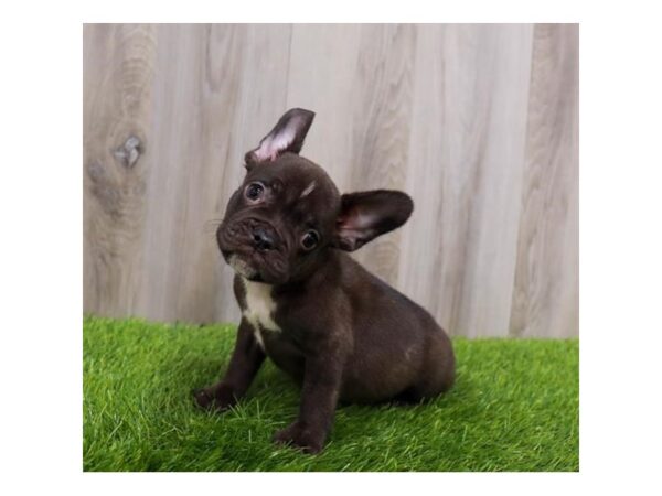 French Bulldog Dog Male Chocolate 19906 Petland Topeka, Kansas