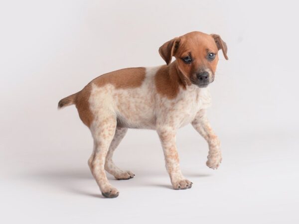 Jack Russell Terrier Dog Female Tan / White 19847 Petland Topeka, Kansas