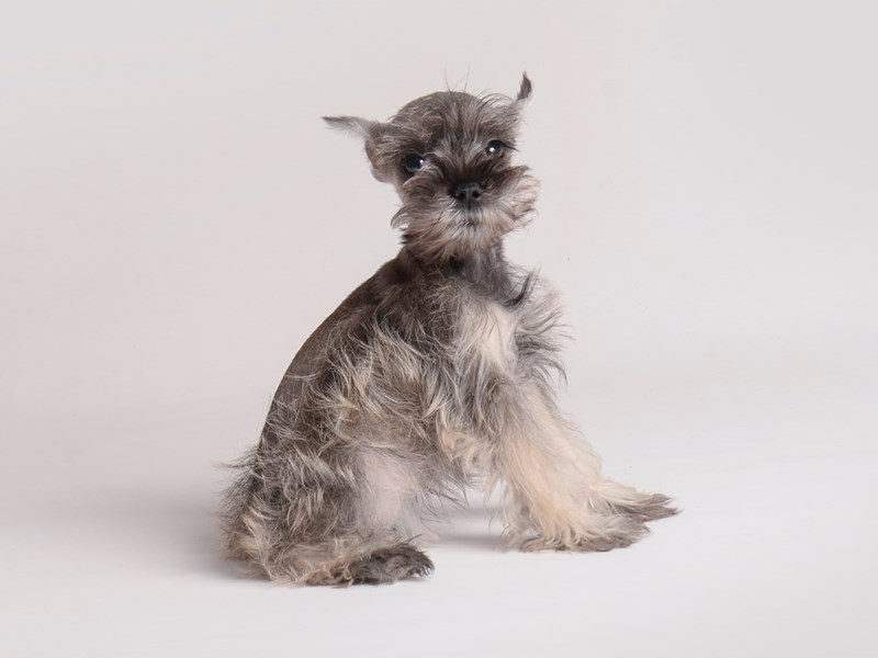 Miniature Schnauzer-Dog-Female-Salt / Pepper-3831763-Petland Topeka, Kansas