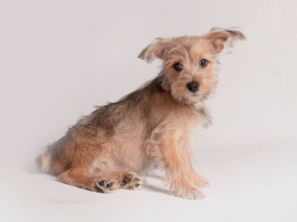 Morkie Dog Female Gold 19802 Petland Topeka, Kansas