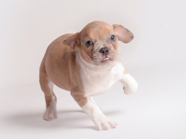 Freagle Dog Female Fawn and White 19812 Petland Topeka, Kansas