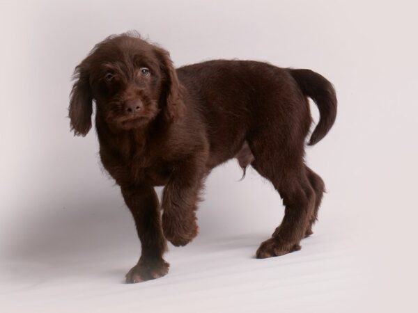 Labradoodle Mini-Dog-Male-Chocolate-19858-Petland Topeka, Kansas