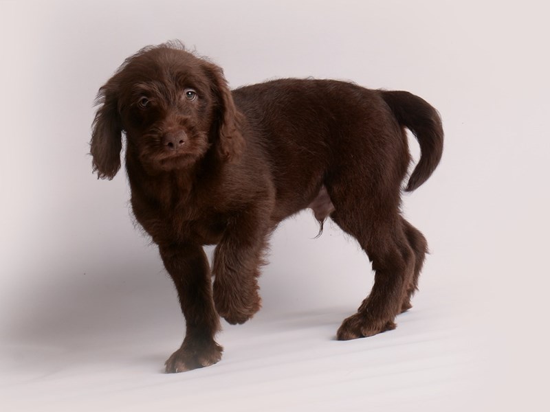 Labradoodle Mini-Dog-Male-Chocolate-3840189-Petland Topeka, Kansas
