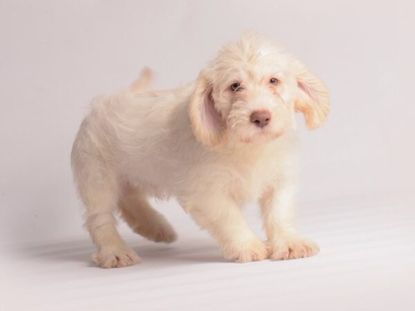 Labradoodle Mini Dog Male Cream 19857 Petland Topeka, Kansas