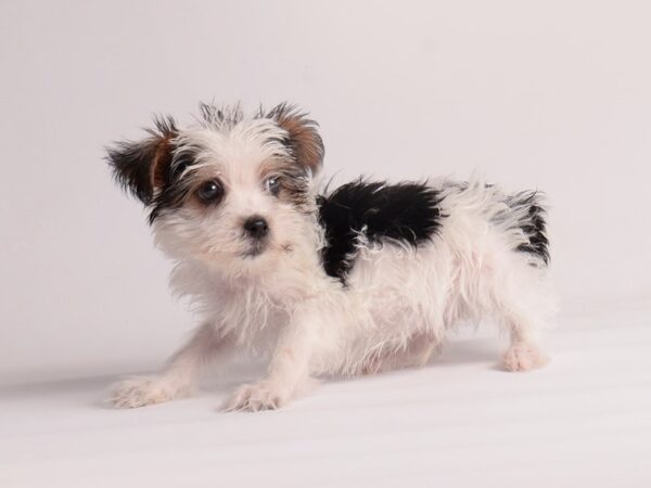 [#19853] White Male Yorkshire Terrier Puppies For Sale