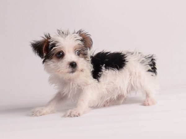 Yorkshire Terrier Dog Male White 19853 Petland Topeka, Kansas