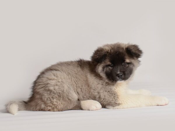 Akita-Dog-Female-Brindle / White-19877-Petland Topeka, Kansas