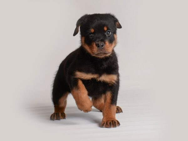 Rottweiler Dog Male Black / Rust 19870 Petland Topeka, Kansas