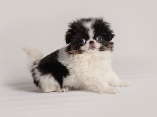 [#19866] White / Black Female Japanese Chin Puppies For Sale