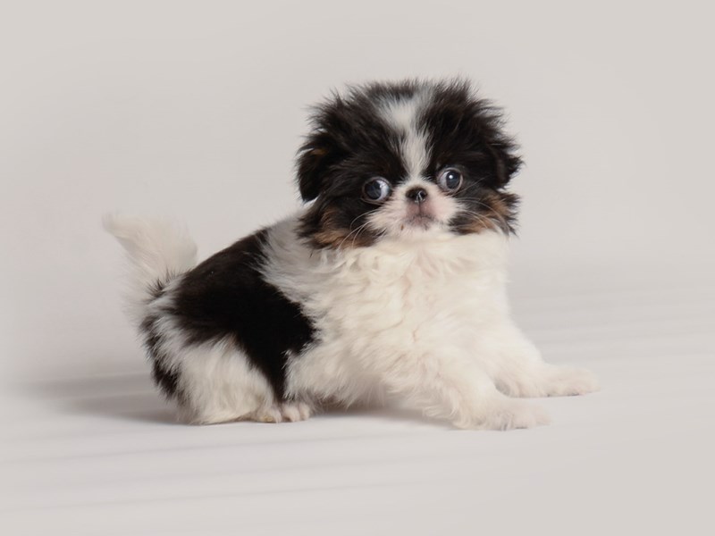Teacup japanese sales chin