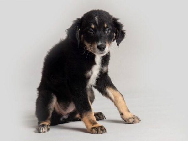 Australian Shepherd Dog Female Blk, Wh & Tn 19787 Petland Topeka, Kansas