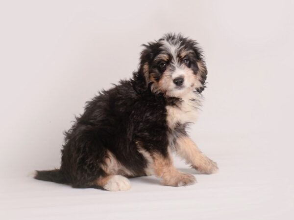 Bernedoodle Mini Dog Female Black White / Tan 19888 Petland Topeka, Kansas