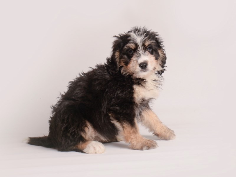 Bernedoodle Mini-Dog-Female-Black White / Tan-3858356-Petland Topeka, Kansas