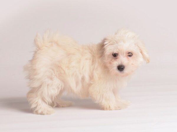 Maltipoo Dog Female Cream 19886 Petland Topeka, Kansas