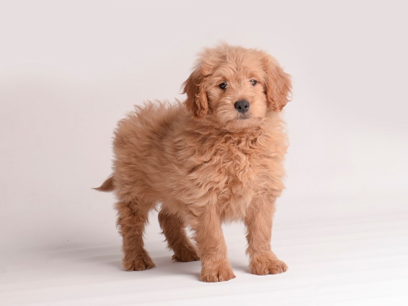 [#19884] Golden Male Goldendoodle Mini Puppies For Sale
