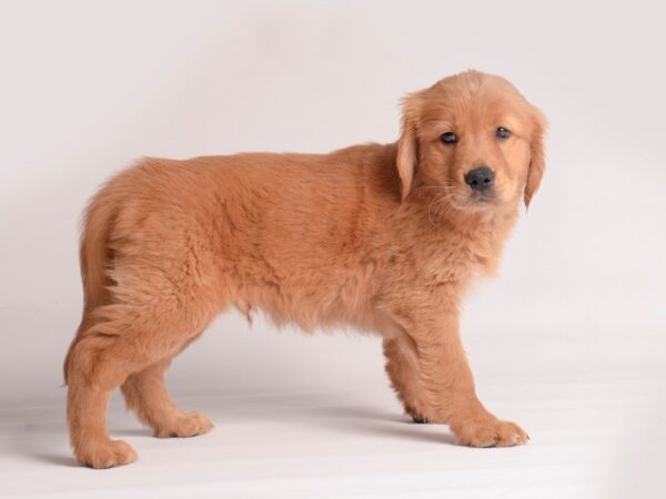 Golden Retriever Dog Male Golden 19881 Petland Topeka, Kansas