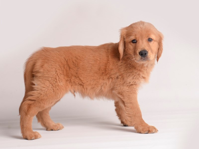 Golden Retriever-Dog-Male-Golden-3858430-Petland Topeka, Kansas