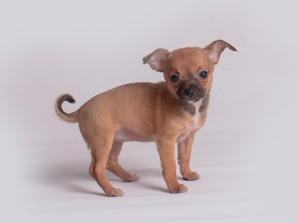 Chihuahua Dog Female Fawn 19898 Petland Topeka, Kansas