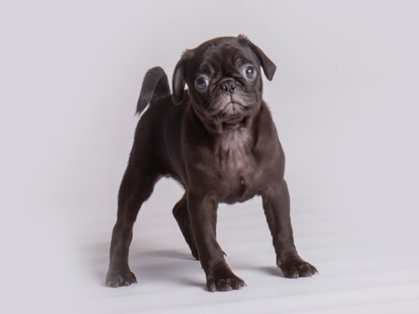 Pug Dog Female Black 19897 Petland Topeka, Kansas