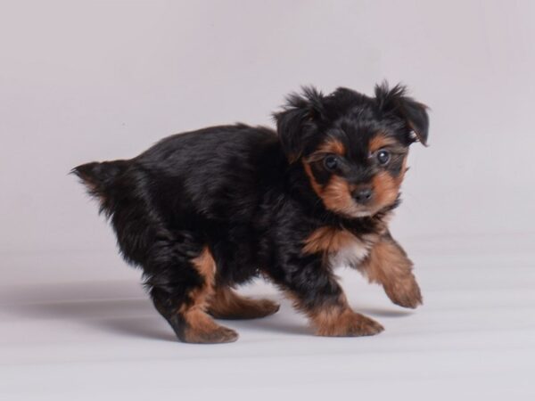 Yorkshire Terrier Dog Female Black and Tan 19893 Petland Topeka, Kansas