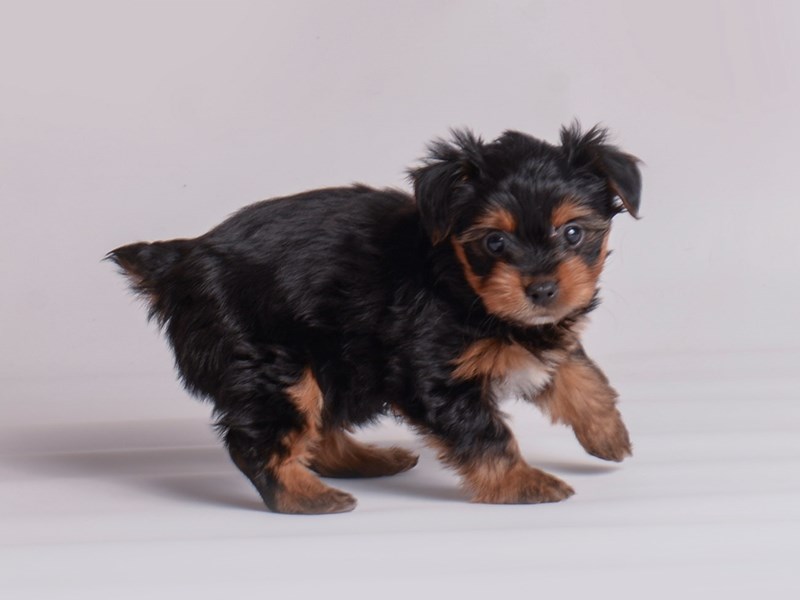 Yorkshire Terrier-Dog-Female-Black and Tan-3867910-Petland Topeka, Kansas