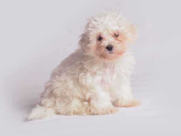 Maltese Dog Female White 19891 Petland Topeka, Kansas