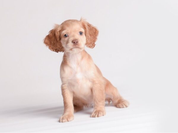 Cocker Spaniel Dog Female Buff 19900 Petland Topeka, Kansas