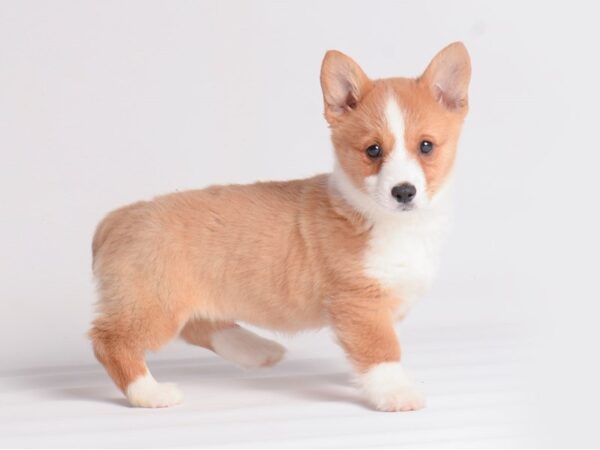 Pembroke Welsh Corgi-Dog-Female-Red / White-19901-Petland Topeka, Kansas