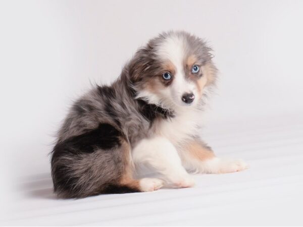 Miniature American Shepherd Dog Female Blue Merle 19902 Petland Topeka, Kansas