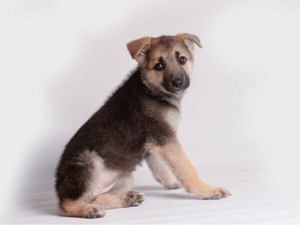 German Shepherd Dog Dog Female Black / Tan 19903 Petland Topeka, Kansas