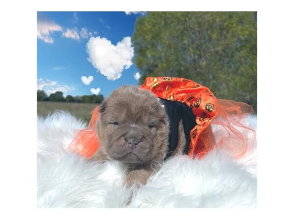 Chinese Shar-Pei-Dog-Female-Isabella Dilute-19915-Petland Topeka, Kansas