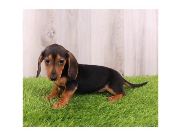 Dachshund Dog Female Black / Tan 19911 Petland Topeka, Kansas