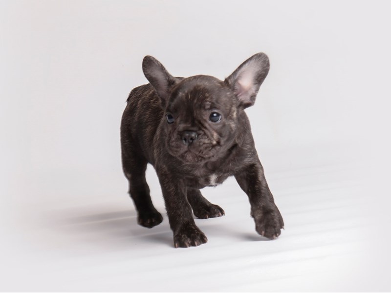[#19924] Brindle Male French Bulldog Puppies For Sale #1