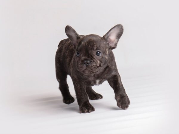 [#19924] Brindle Male French Bulldog Puppies For Sale