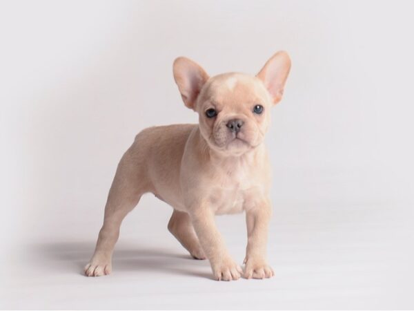 French Bulldog Dog Female Cream 19923 Petland Topeka, Kansas