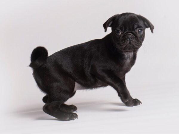 Pug Dog Female Black 19921 Petland Topeka, Kansas