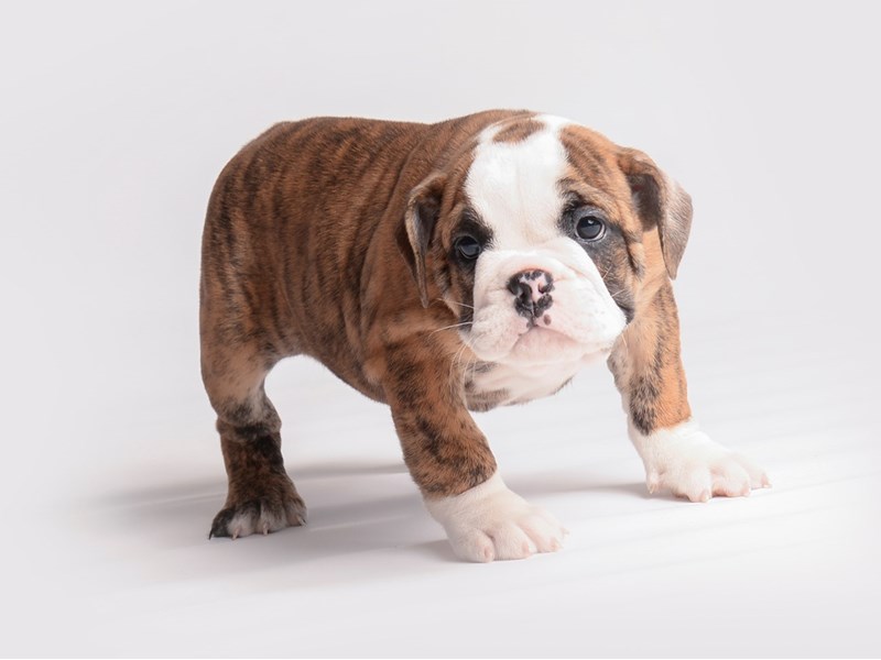 Bulldog-Dog-Female-Brindle and White-3886758-Petland Topeka, Kansas